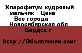 Хларофитум кудрявый мальчик › Цена ­ 30 - Все города  »    . Новосибирская обл.,Бердск г.